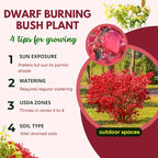 Red Burning Bush Shrub Live Plant, Dwarf Burning Bush Plant in Quart Pot, 6 to 10 Inches Height, Hardy Ornamental Shrubs for Outdoor Planting