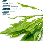 SubstrateSource Amazon Sword Echinodorus Bleheri Live Plant for Freshwater Aquariums, Natural Fish Tank Decorations, and Aquatic Decor (5 Pots (10-15 Plants))