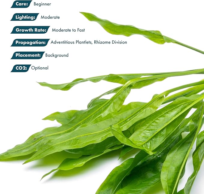 SubstrateSource Amazon Sword Echinodorus Bleheri Live Plant for Freshwater Aquariums, Natural Fish Tank Decorations, and Aquatic Decor (1 Pot (2-3 Plants))