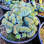 Blue Candle Curly Cactus Live Plant in 4" Pot, Rare Blue Cactus Succulent for Home Decor Outdoor Indoor Growing