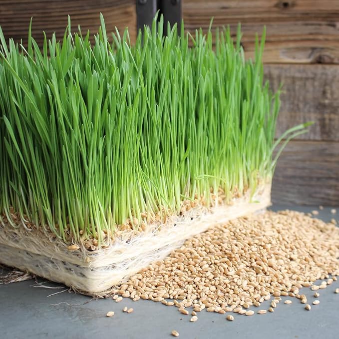 Todd's Seeds Wheatgrass Seeds; Hard Red Winter Wheat, Non-GMO, Chemical Free, High Germination (5 Pounds)