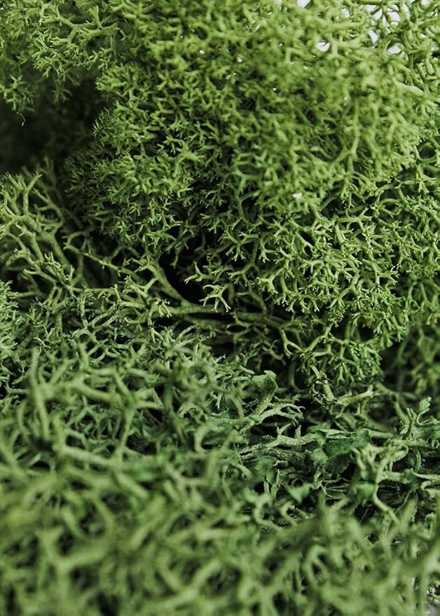 SuperMoss (21703) Reindeer Moss Preserved, Forest Green, 2oz