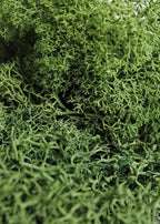 SuperMoss (21703) Reindeer Moss Preserved, Forest Green, 2oz