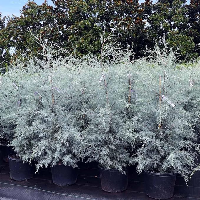 Brighter Blooms - Carolina Sapphire Cypress Tree, 1-2 ft. - No Shipping to AK, AZ, HI
