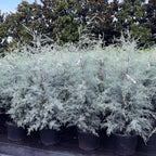 Brighter Blooms - Carolina Sapphire Cypress Tree, 1-2 ft. - No Shipping to AK, AZ, HI