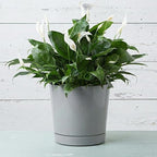 Root & Vessel Majestic Full Depth Round Cylinder Pot, Glossy Gray, 12-Inch (10120)