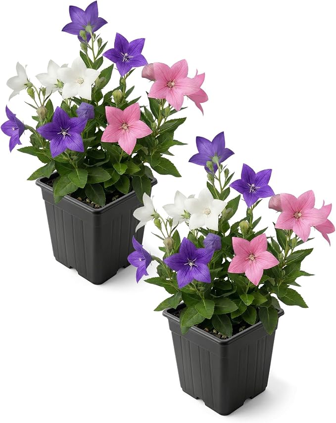 Live Balloon Flower Platycodon 2-Pack – Blue and White Assorted – Summer Blooming Perennial, Sun Garden Plant, 10” Tall, 1 Qt Pot