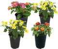Multicolor Lantana Flowers (4 Pack), Easy Plant Care, Attracts Pollinators, Extended Bloom, Heat and Drought Tolerant, Real Flowers, Live Outdoor Flowering Plants