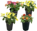 Multicolor Lantana Flowers (4 Pack), Easy Plant Care, Attracts Pollinators, Extended Bloom, Heat and Drought Tolerant, Real Flowers, Live Outdoor Flowering Plants