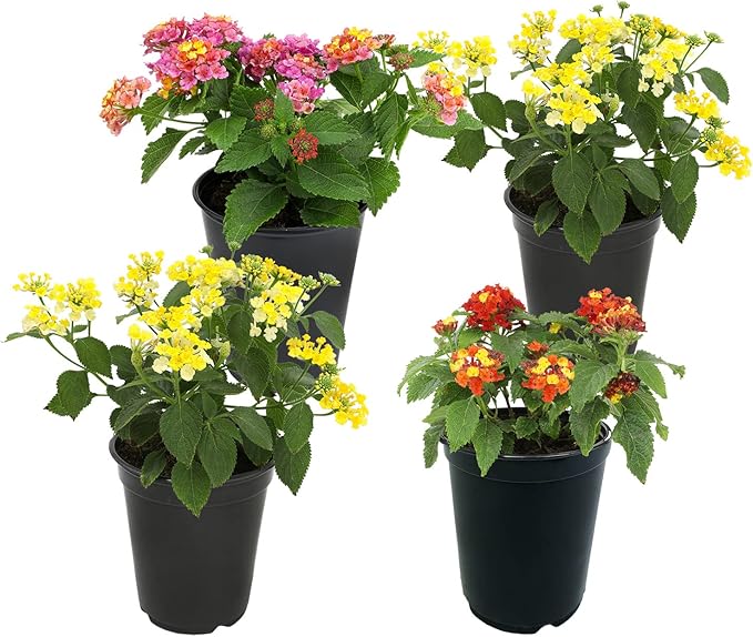 Multicolor Lantana Flowers (4 Pack), Easy Plant Care, Attracts Pollinators, Extended Bloom, Heat and Drought Tolerant, Real Flowers, Live Outdoor Flowering Plants