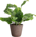 Thorsen's Greenhouse Green Prayer Plant, Live Indoor Plant, Pet Friendly, Uncommon Houseplant, Green Maranta, Easy to Grow, 4" Diameter Pot (Coffee)