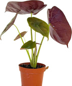 Alocasia Live Plant Starter in 2" Pot - Pet Safe Easy to Grow Air Purifying Indoor House Plants Flowers for Home Office Wedding Decor & Birthday Gift (Heat Pack Included)