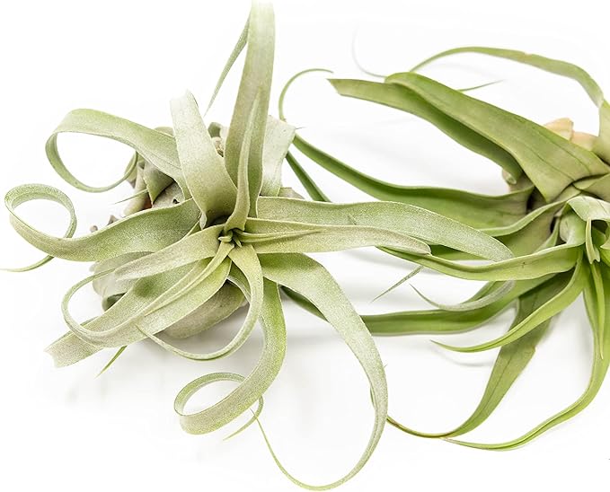 3 Pack Medium Air Plants Streptophylla - Live Tillandsia Succulent House Plants - Available in Wholesale and Bulk - Home and Garden Decor - Easy Care Indoor & Outdoor Air Plant