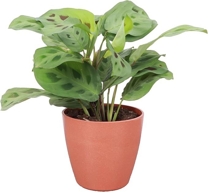 Thorsen's Greenhouse Green Prayer Plant, Live Indoor Plant, Pet Friendly, Uncommon Houseplant, Green Maranta, Easy to Grow, 4" Diameter Pot (Terra Cotta)