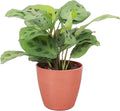 Thorsen's Greenhouse Green Prayer Plant, Live Indoor Plant, Pet Friendly, Uncommon Houseplant, Green Maranta, Easy to Grow, 4" Diameter Pot (Terra Cotta)