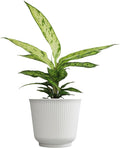 Dieffenbachia 'Starbright', Dumb Cane Live Houseplant Decor in 6" White Pot, Easy Dumbcane Gift, Unique Dieffenbachia Houseplants, Uncommon Desk Plants & Decorative Plants by Plants for Pets