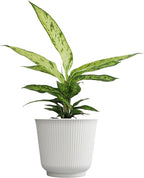 Dieffenbachia 'Starbright', Dumb Cane Live Houseplant Decor in 6" White Pot, Easy Dumbcane Gift, Unique Dieffenbachia Houseplants, Uncommon Desk Plants & Decorative Plants by Plants for Pets
