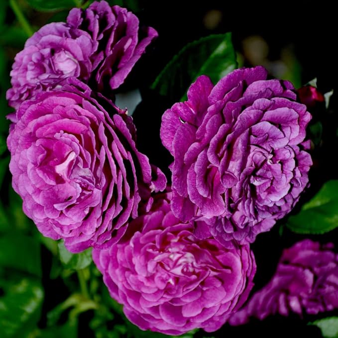 Purple Climbing Rose Live Plant, Can Grow As Rose Bushes Shrubs, Fragrant Ready to Plant, Starter Size, 5 to 10 Inc Tall, Dormant in Winter