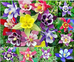 McKana Giant Hybrid Columbine Seeds - A Favorite Perennial Wildflower