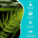 Live Fish Aquarium Plants - Hornwort Coontail - Floating or Rooted, Excellent Oxygenator, Perfect for Ponds or Aquariums, Great for Baby Fish, Guppy Grass Substitute