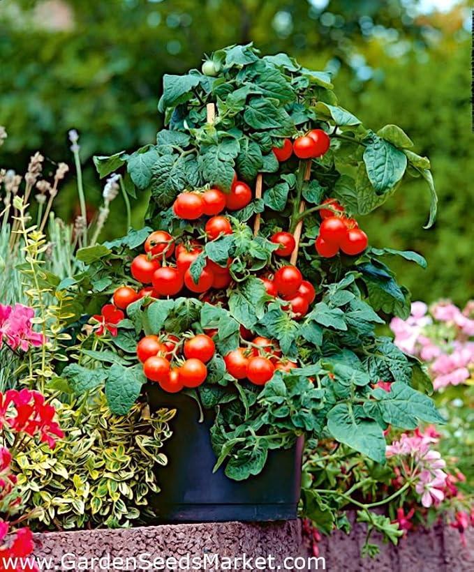 Tomato Cherry Maskotka Cascading Trailing Dwarf Bush Tomato 50+ Seeds for Planting Non-GMO