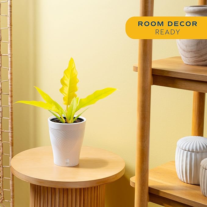 Costa Farms Philodendron Golden Crocodile Live Plant in Self Watering Pot, Air Purifying Indoor Houseplant, Home, Room, or Office Decor, House Warming or Birthday Gift, 12-18 Inches Tall
