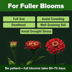 HOME GROWN Zinnia Dahlia Seeds Pack for 2026 Non GMO 524 Flower Seeds | Vibrant Zinnia Elegans for Pollinator Gardens, Borders & Containers | Easy-to-Grow Outdoor Blooms