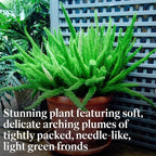 American Plant Exchange Live Foxtail Fern Plant, Plant Pot for Home and Garden Decor, 10" Pot