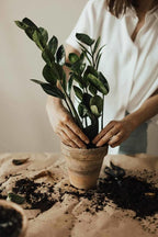 Gardenera Zamioculcas Plant Potting Soil - All-Natural Blend for Thriving Zamioculcas Plants - Boosts Root Health and Distinctive Beauty - 10 Quart