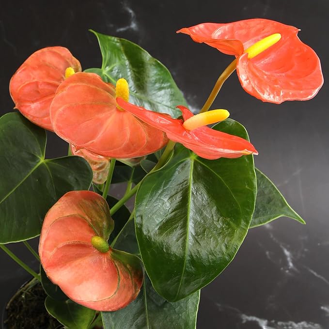 Orange Anthurium Live Plant (Approx. 11-14" Tall), Real Flowers/Unique House Plants in 4" Nursery Pot, Floral Desk Plant, Air Purifying Plants & Cool Gifts for Plant Lovers by Plants for Pets