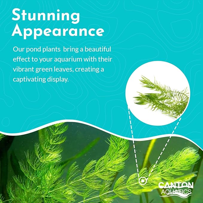 Beginner's 10-Pack Aquarium Live Plants Bundle - Ideal for Freshwater Tanks - Easy Care, Low Maintenance, & Vibrant Greenery for a Thriving Aquatic Habitat - 30 Plant Bundle