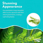 Beginner's 10-Pack Aquarium Live Plants Bundle - Ideal for Freshwater Tanks - Easy Care, Low Maintenance, & Vibrant Greenery for a Thriving Aquatic Habitat - 30 Plant Bundle