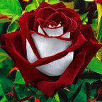 100+ PCS Rare Twin Red White Rose Seeds - Heirloom Non-GMO Flower Seeds for Captivating Garden Blooms - Includes Planting Instructions, Perfect for Spring and Fall Planting, Great Gardening Gift