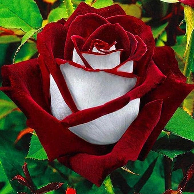 100+ PCS Rare Twin Red White Rose Seeds - Heirloom Non-GMO Flower Seeds for Captivating Garden Blooms - Includes Planting Instructions, Perfect for Spring and Fall Planting, Great Gardening Gift