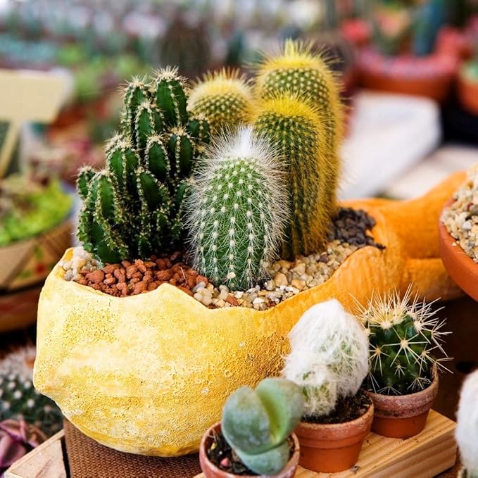 Cactus Mix Cacti About 50 Seeds for Planting Succulents Plant Group Cactaceae