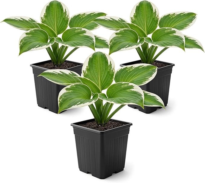 Live Perennial Hosta - Pilgrim (3 Plants Per Pack) Beautiful Accent Plant, 10" Tall by 4" Wide in 1 Qt Pot
