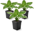 Live Perennial Hosta - Pilgrim (3 Plants Per Pack) Beautiful Accent Plant, 10" Tall by 4" Wide in 1 Qt Pot