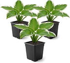 Live Perennial Hosta - Pilgrim (3 Plants Per Pack) Beautiful Accent Plant, 10" Tall by 4" Wide in 1 Qt Pot