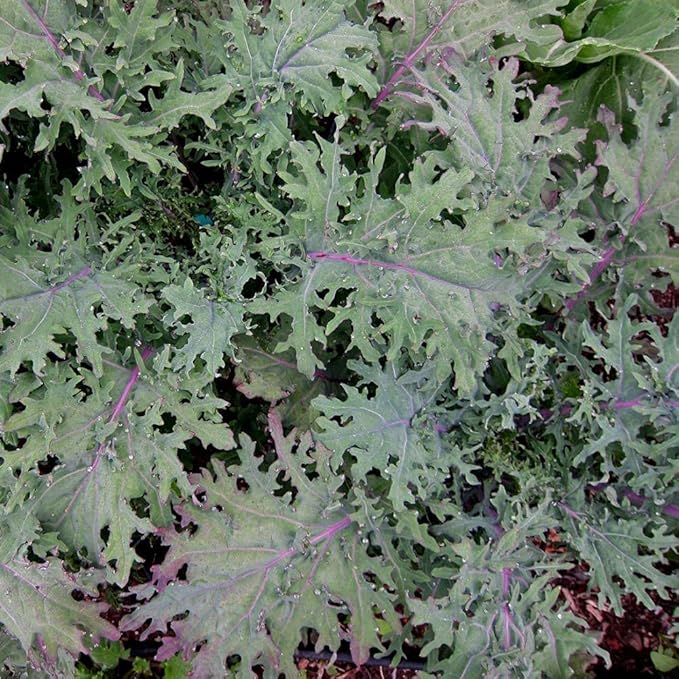 Gaea's Blessing Seeds - Kale Seeds - Red Russian - Non-GMO Seeds with Easy to Follow Planting Instructions - Open Pollinated - Untreated - 94% Germination Rate