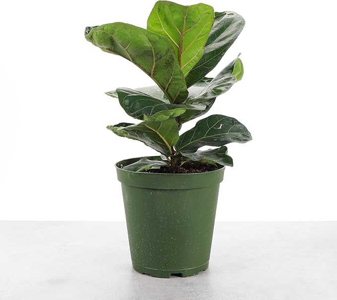 Thorsen's Greenhouse Ficus Lyrata, Fiddle Leaf Fig Plant, Rare, Live Indoor Plant, Collector Plant, Beautiful Foliage, Statement Piece, 6" Diameter Pot (Nursery Pot, 6" Pot)