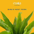 Costa Farms Bird's Nest Fern Live Plant in Decorative Pot, Air Purifying Indoor Houseplant, Perfect for Home, Room, or Office Decor, Great House Warming or Birthday Gift, 12-18 Inches Tall