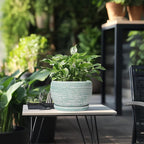 SQOWL Ceramic Planters for Indoor Plants - 8 inch Plant Pot Outdoor, Ceramic Flower Pot with Drainage Hole and Saucer, Round Modern Planter, Living Room Apartment Decor, Birthday Gifts, Green