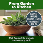 HOME GROWN Non GMO White Sage Seeds 323 Pack Heirloom Seeds - Grow Aromatic Sage Plants for Your Herb Seeds Garden with Sage for Planting Outdoor or Indoor (Salvia apiana)