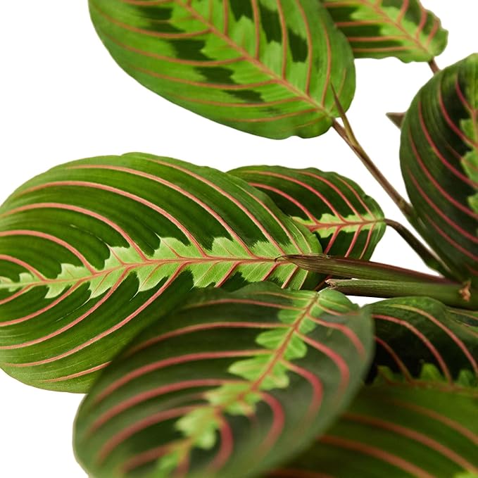 Maranta 'Red Prayer' Live Plant for Indoor | Different Houseplants in 4'' & 6'' Pot | Real House Plant for Living Room, Office, Desk & Bathroom | Prayer Plant
