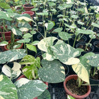 Philodendron Live Plant, Rare Variegated Houseplant for Home or Office, 5-8" Tall Tropical Indoor Plant (Variegated Philodendron Monstera Constellation)
