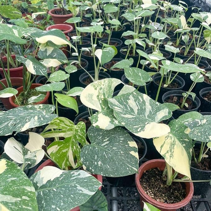 Philodendron Live Plant, Rare Variegated Houseplant for Home or Office, 5-8" Tall Tropical Indoor Plant (Variegated Philodendron Monstera Constellation)