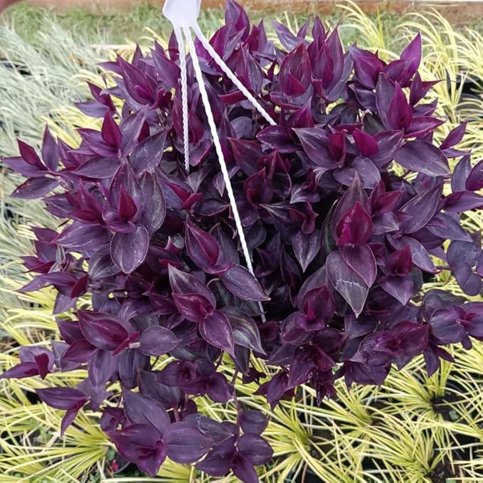 02 Wandering Jew Plants Live Houseplants, Starter Plants in 2in Pot, Tradescantia Live Plant, Very Fast-Growing, Mix Pink and Purple