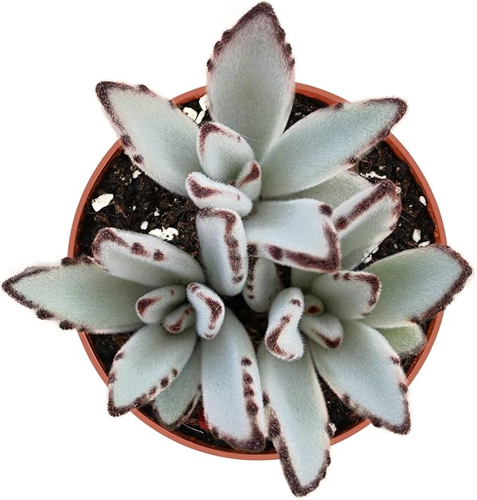 Sprout N Green Kalanchoe Tomentosa Panda Plant with 4 inch Starter Pot, Rare Live Succulent Plant Fully Rooted, Home Office Indoor Outdoor Wedding Decoration DIY Projects Party Favor