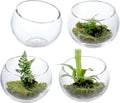 MyGift Premium Hotel Series 5 Inch Round Clear Glass Air Plant Terrariums, Mini Candy Bowl Jars, Tealight Candle Holders, Succulent Cactus Vases, Set of 4