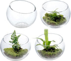 MyGift Premium Hotel Series 5 Inch Round Clear Glass Air Plant Terrariums, Mini Candy Bowl Jars, Tealight Candle Holders, Succulent Cactus Vases, Set of 4
